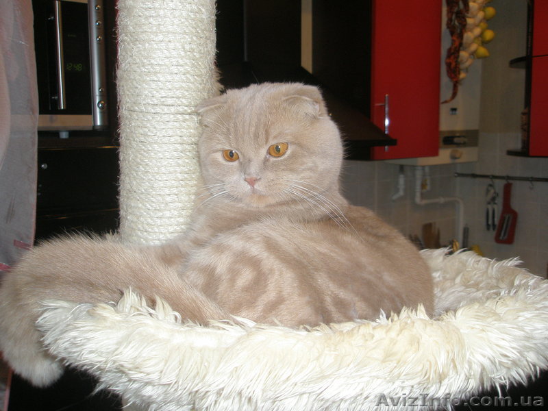 Шотландский вислоухий кот ищет невесту - <ro>Изображение</ro><ru>Изображение</ru> #1, <ru>Объявление</ru> #174720