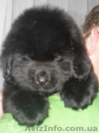 продам щенков ньюфаундленда черного окраса - <ro>Изображение</ro><ru>Изображение</ru> #1, <ru>Объявление</ru> #158145