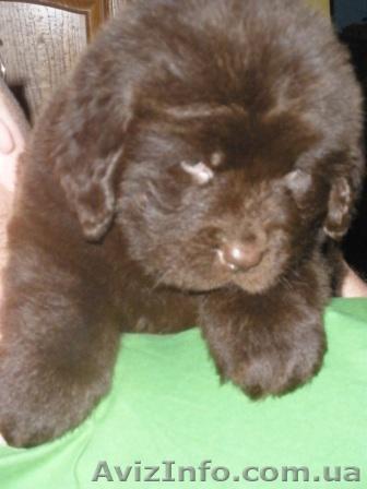 Продам щенков ньюфаундленда редкого коричневого окраса - <ro>Изображение</ro><ru>Изображение</ru> #1, <ru>Объявление</ru> #158154