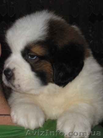 щенков сенбернара от титулованных родителей - <ro>Изображение</ro><ru>Изображение</ru> #1, <ru>Объявление</ru> #158141