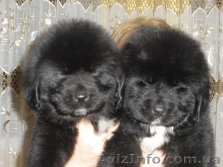 Прода алиментных щенков ньюфаундленда - <ro>Изображение</ro><ru>Изображение</ru> #1, <ru>Объявление</ru> #158121