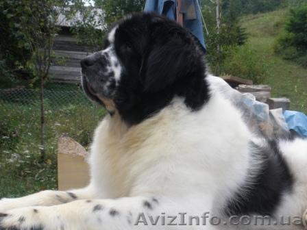 Предлагается   разведению бело-черный кобель ньюфаундленда - <ro>Изображение</ro><ru>Изображение</ru> #1, <ru>Объявление</ru> #158177