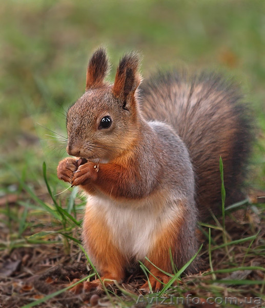 Индивидуальное выполнение заданий на сессию - <ro>Изображение</ro><ru>Изображение</ru> #1, <ru>Объявление</ru> #172905