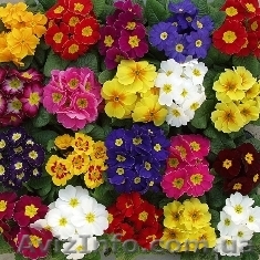 Цветок к 8 марта. Примула, Бегония, цена, купить, оптом - <ro>Изображение</ro><ru>Изображение</ru> #1, <ru>Объявление</ru> #158406