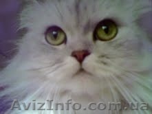 Необыкновенная Красавица Срочно Ищет Дом - <ro>Изображение</ro><ru>Изображение</ru> #1, <ru>Объявление</ru> #164864