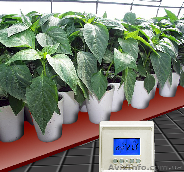 Выращивание рассады. Подогрев грунта. Проращивание семян. - <ro>Изображение</ro><ru>Изображение</ru> #1, <ru>Объявление</ru> #175625