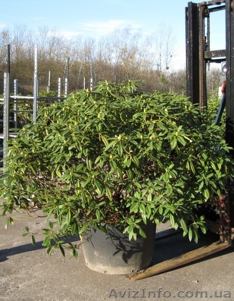 Лиственные деревья, лиственные кустарники - <ro>Изображение</ro><ru>Изображение</ru> #1, <ru>Объявление</ru> #174127