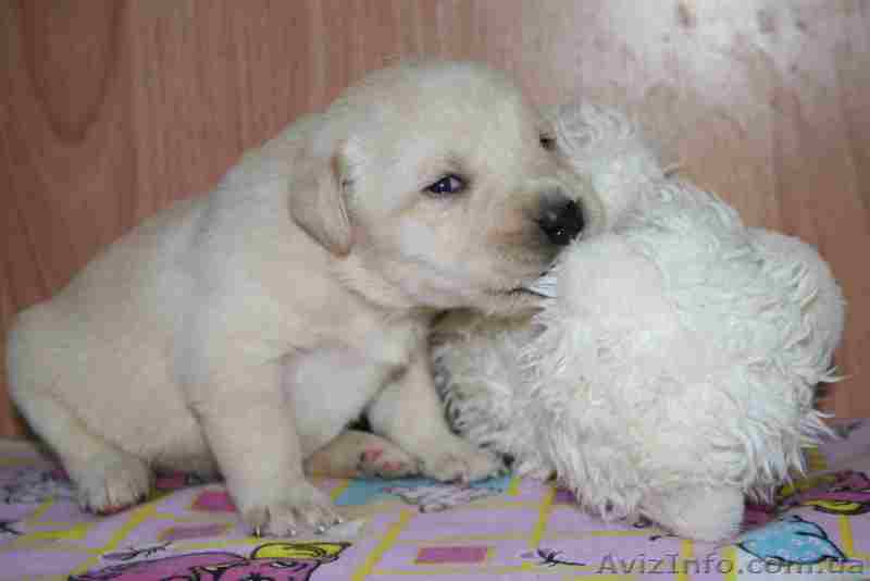 Палевые щенки лабрадора - <ro>Изображение</ro><ru>Изображение</ru> #1, <ru>Объявление</ru> #166550