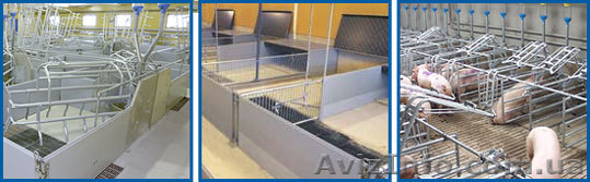 Свинокомплексы, свиньи элитных пород для разведения и на откорм, мясо в вакуумно - <ro>Изображение</ro><ru>Изображение</ru> #1, <ru>Объявление</ru> #178424