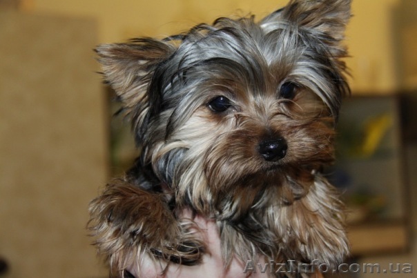 Продаются гламурные йорки! - <ro>Изображение</ro><ru>Изображение</ru> #1, <ru>Объявление</ru> #177401