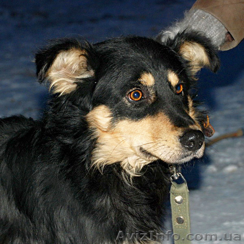 Хозяин, где ты? - <ro>Изображение</ro><ru>Изображение</ru> #1, <ru>Объявление</ru> #164866