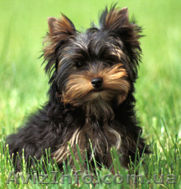 Большой выбор щенков йоркширского терьера - <ro>Изображение</ro><ru>Изображение</ru> #1, <ru>Объявление</ru> #184348