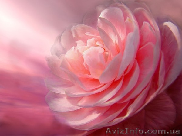 Очистка сердечного центра, эмоциональное возрождение - <ro>Изображение</ro><ru>Изображение</ru> #1, <ru>Объявление</ru> #214907