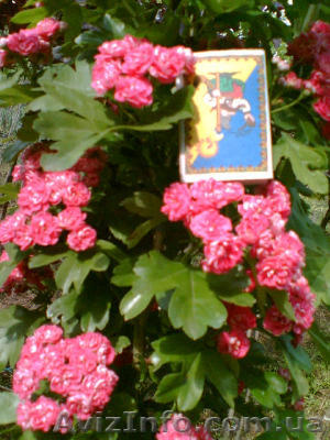 Продаём красивые декоративные деревья - <ro>Изображение</ro><ru>Изображение</ru> #1, <ru>Объявление</ru> #187875