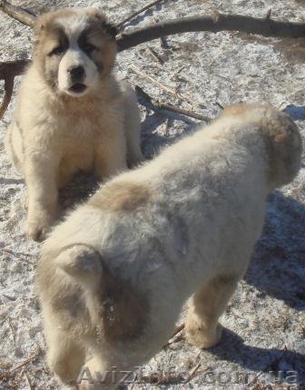 Продаются щенки среднеазиатской овчарки. - <ro>Изображение</ro><ru>Изображение</ru> #1, <ru>Объявление</ru> #190729