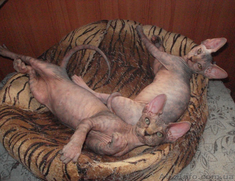 Канадский  сфинкс, котята - <ro>Изображение</ro><ru>Изображение</ru> #1, <ru>Объявление</ru> #197456