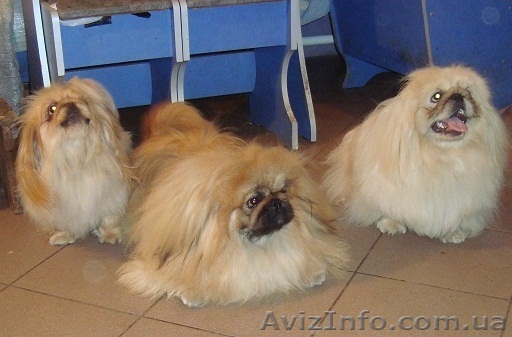 Продам щенков пекинеса, разные окрасы - <ro>Изображение</ro><ru>Изображение</ru> #1, <ru>Объявление</ru> #195435