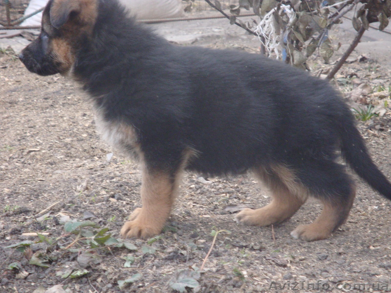  немецкая овчарка - <ro>Изображение</ro><ru>Изображение</ru> #1, <ru>Объявление</ru> #209392