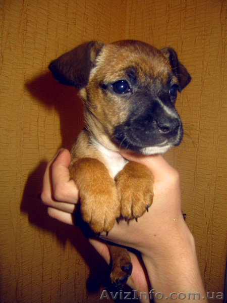 Отдам даром в добрые руки щенка - <ro>Изображение</ro><ru>Изображение</ru> #1, <ru>Объявление</ru> #216307