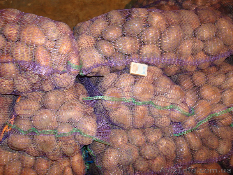 Продам картофель картошку - <ro>Изображение</ro><ru>Изображение</ru> #1, <ru>Объявление</ru> #188938