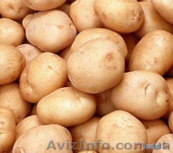продам картофель оптом - <ro>Изображение</ro><ru>Изображение</ru> #1, <ru>Объявление</ru> #91233