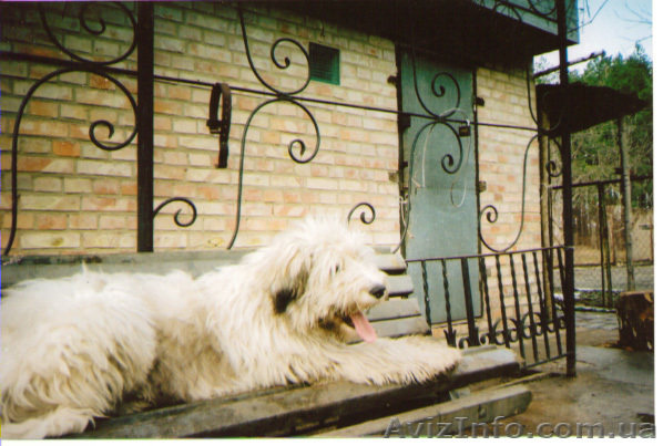 Щенок южно русской овчарки - <ro>Изображение</ro><ru>Изображение</ru> #1, <ru>Объявление</ru> #155809