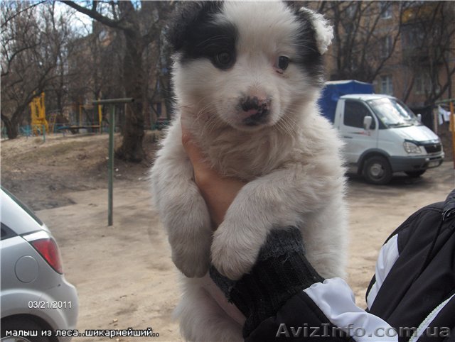 В дар 2 мес щенки. Смелые, любопытные малыши. - <ro>Изображение</ro><ru>Изображение</ru> #1, <ru>Объявление</ru> #204545