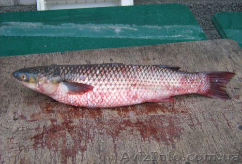 Рыбадобывающая компания продает рыбу - <ro>Изображение</ro><ru>Изображение</ru> #1, <ru>Объявление</ru> #185642