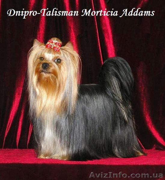 Йоркширский терьер - высокопородные щенки от Чемпионов. - <ro>Изображение</ro><ru>Изображение</ru> #1, <ru>Объявление</ru> #209063