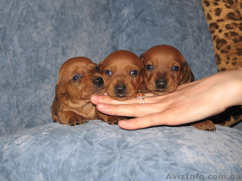 такса карликовая гладкошерстная - <ro>Изображение</ro><ru>Изображение</ru> #1, <ru>Объявление</ru> #194929