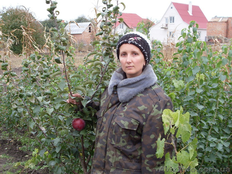 САЖЕНЦЫ И ДЕКОРАТИВНЫЕ РАСТЕНИЯ - <ro>Изображение</ro><ru>Изображение</ru> #1, <ru>Объявление</ru> #187937