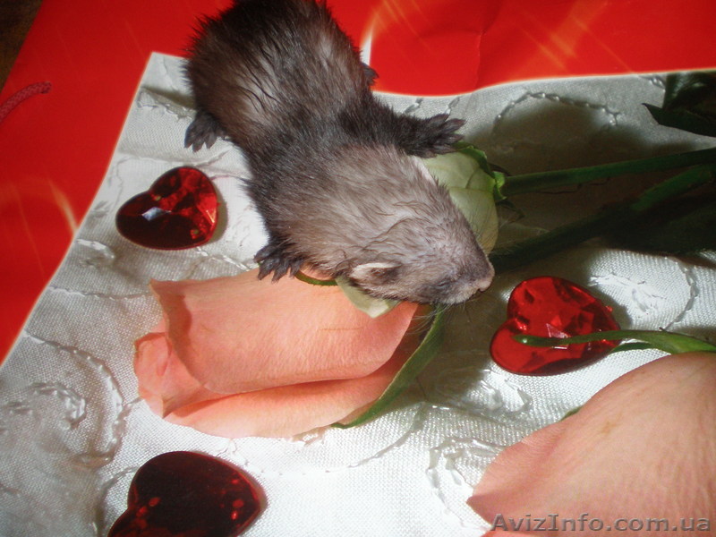 продам декоративных фреток - <ro>Изображение</ro><ru>Изображение</ru> #1, <ru>Объявление</ru> #220681