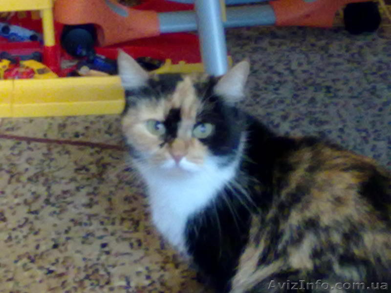 Отдам бесплатно кошку в хорошие руки - <ro>Изображение</ro><ru>Изображение</ru> #1, <ru>Объявление</ru> #229646