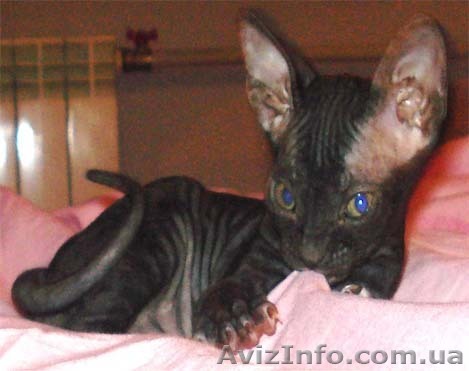 котята сфинкса донского - <ro>Изображение</ro><ru>Изображение</ru> #1, <ru>Объявление</ru> #240668