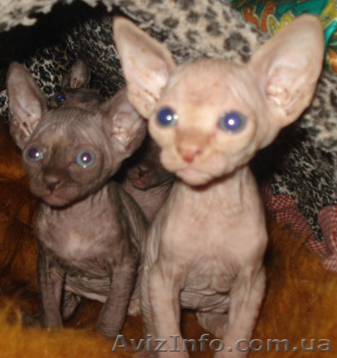 Предлагаем котят Канадского сфинкса. В городе Киев - <ro>Изображение</ro><ru>Изображение</ru> #1, <ru>Объявление</ru> #241385