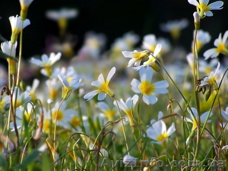 Продам участок в с. Лубянка Бородянского района - <ro>Изображение</ro><ru>Изображение</ru> #1, <ru>Объявление</ru> #237308