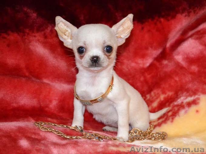 Мы - будущие чемпионы - <ro>Изображение</ro><ru>Изображение</ru> #1, <ru>Объявление</ru> #227409