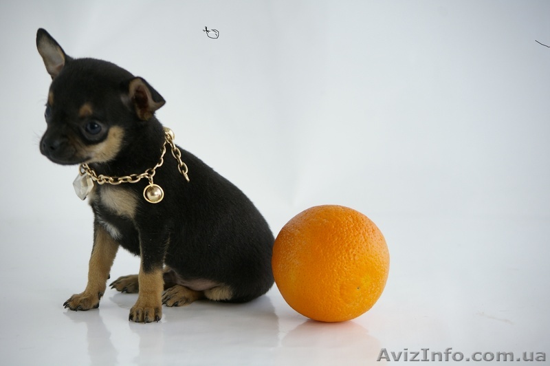  Собаки той терьер  - <ro>Изображение</ro><ru>Изображение</ru> #1, <ru>Объявление</ru> #229611