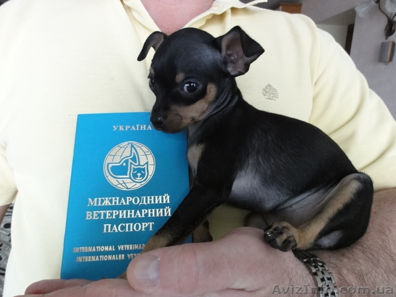 Той-терьер щенки - <ro>Изображение</ro><ru>Изображение</ru> #1, <ru>Объявление</ru> #223432