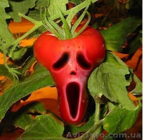 ATENTION!!! Средства защиты растений - <ro>Изображение</ro><ru>Изображение</ru> #1, <ru>Объявление</ru> #234653