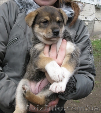 В дар Замечательный щенок 2 мес - <ro>Изображение</ro><ru>Изображение</ru> #1, <ru>Объявление</ru> #234462