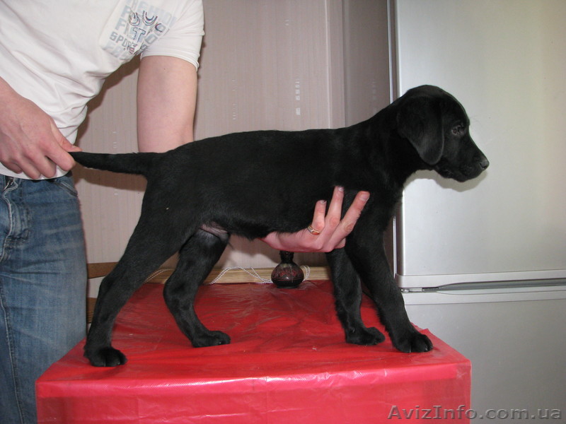 Щенки лабрадора 2000 гр - <ro>Изображение</ro><ru>Изображение</ru> #1, <ru>Объявление</ru> #247587