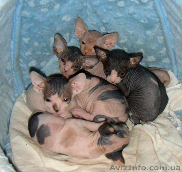 Продаются котята канадского сфинкса  - <ro>Изображение</ro><ru>Изображение</ru> #1, <ru>Объявление</ru> #247745