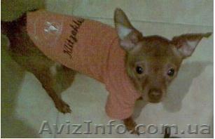 Пропала собака на борщаговке той терьер - <ro>Изображение</ro><ru>Изображение</ru> #1, <ru>Объявление</ru> #242318