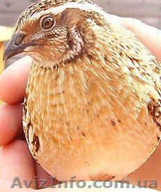 перепела,яйца,мясо,помет - <ro>Изображение</ro><ru>Изображение</ru> #1, <ru>Объявление</ru> #220431
