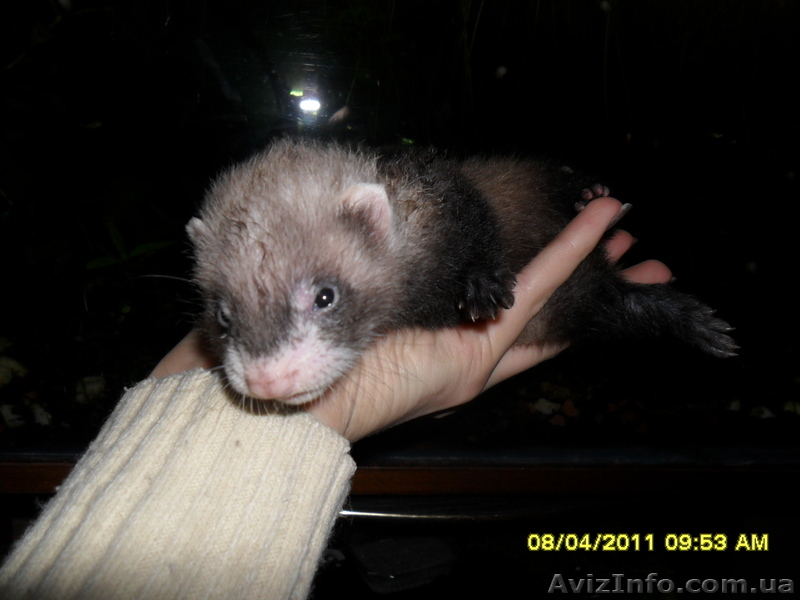 срочно продам хорьков фретка - <ro>Изображение</ro><ru>Изображение</ru> #1, <ru>Объявление</ru> #226209