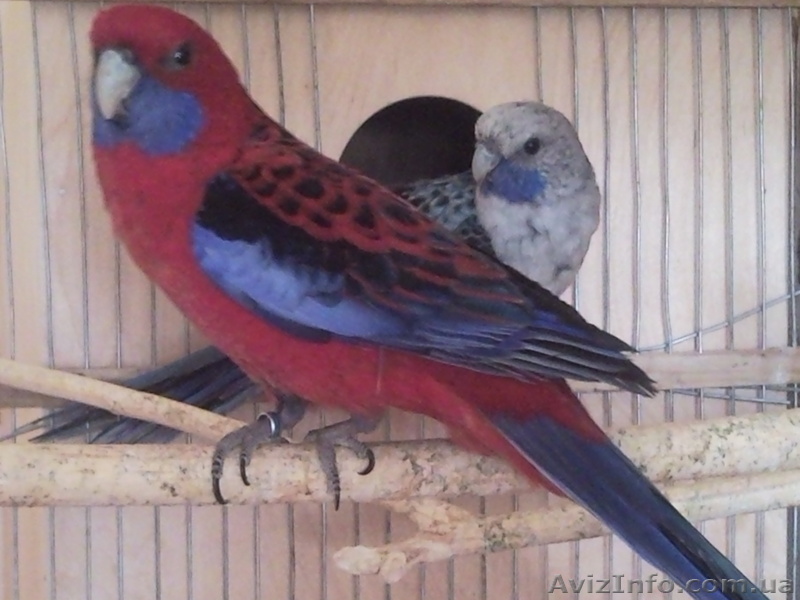 Пинантовые розеллы (ПАРА) - <ro>Изображение</ro><ru>Изображение</ru> #1, <ru>Объявление</ru> #222804