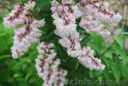 Растения открытого грунта. - <ro>Изображение</ro><ru>Изображение</ru> #1, <ru>Объявление</ru> #248796