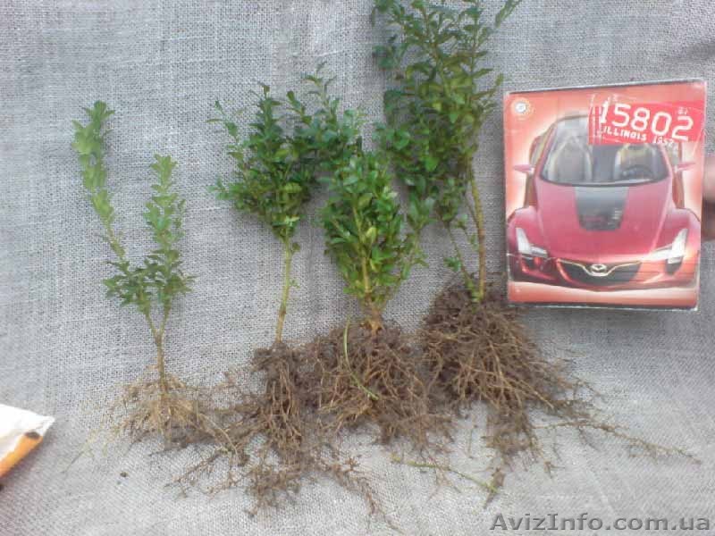 Продаём красивые черенки декоративных деревьев - <ro>Изображение</ro><ru>Изображение</ru> #1, <ru>Объявление</ru> #261519