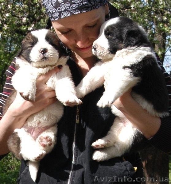 Продам щенков Московской Сторожевой - <ro>Изображение</ro><ru>Изображение</ru> #1, <ru>Объявление</ru> #269143